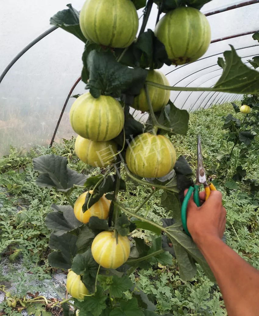 一株坐果15個，6元1斤，好賣得很