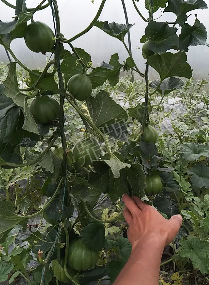 一株坐果15個，6元1斤，好賣得很