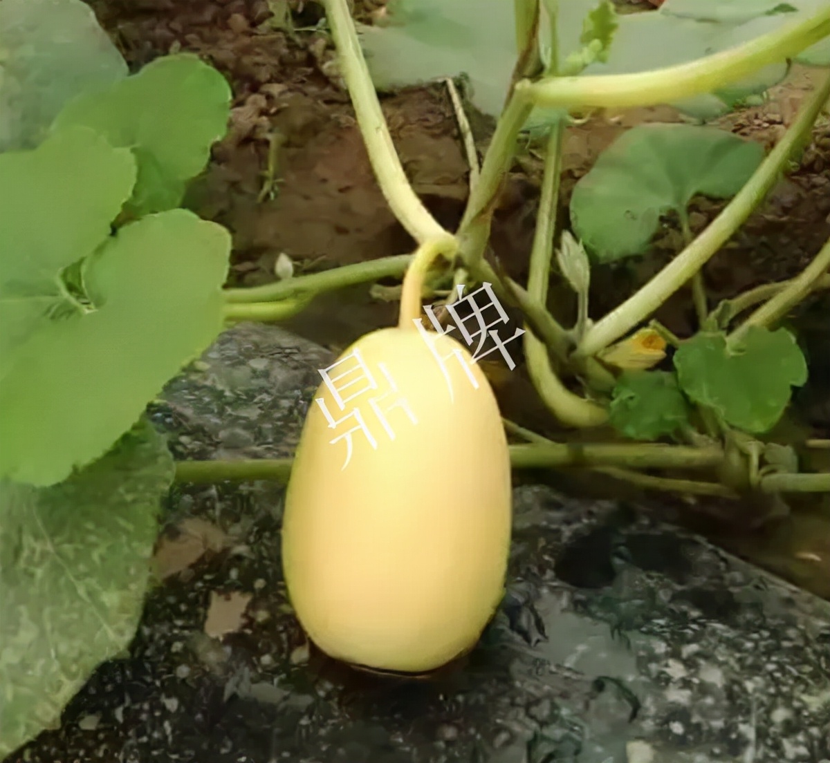 河南3月中旬就上市的“黃金筍瓜”，能買到14元/斤