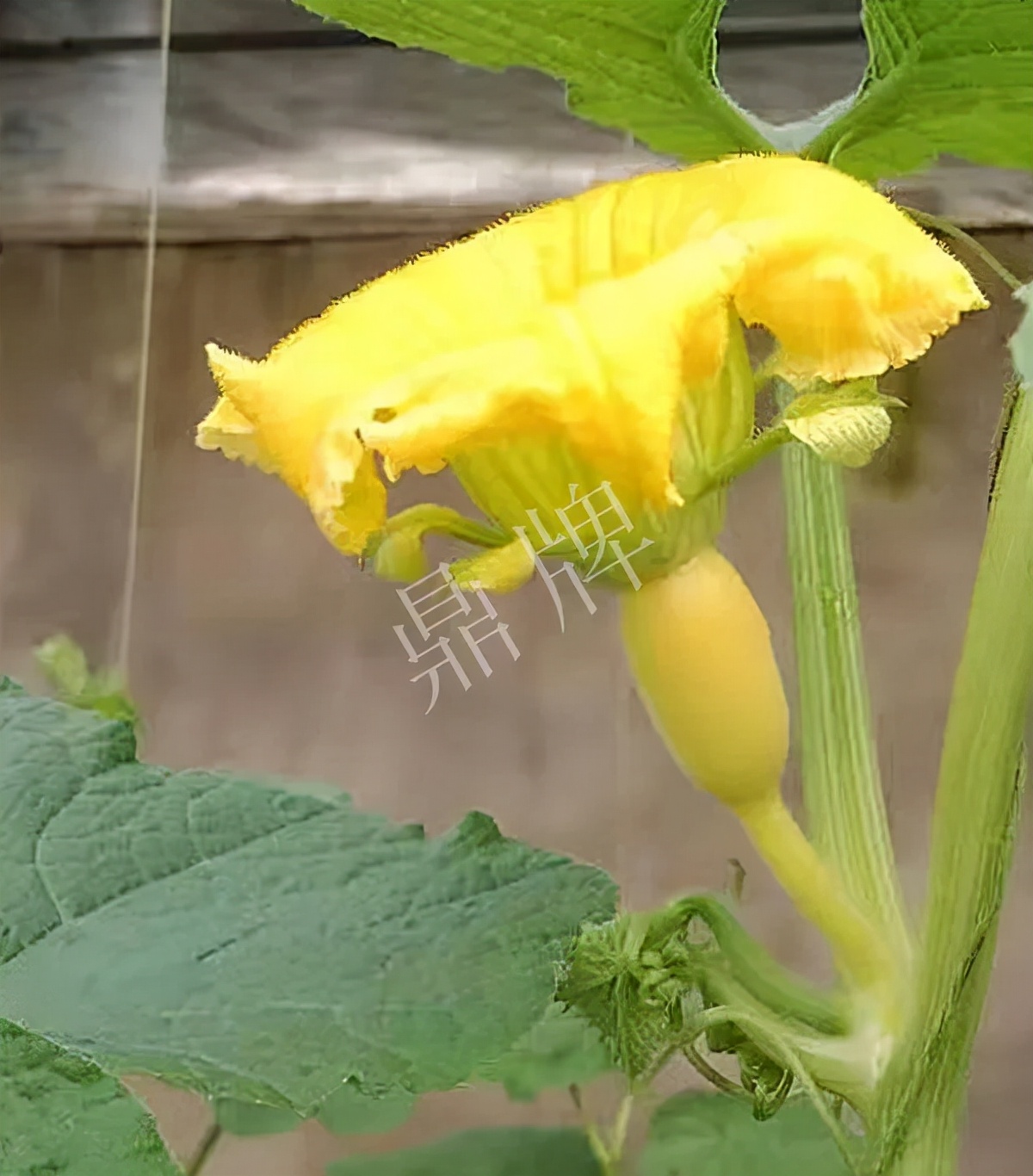 河南3月中旬就上市的“黃金筍瓜”，能買到14元/斤