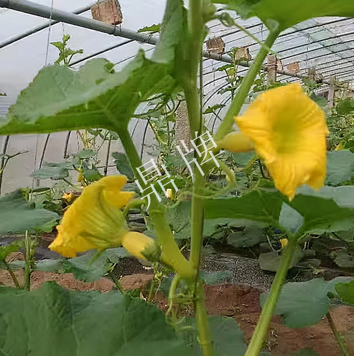 河南3月中旬就上市的“黃金筍瓜”，能買到14元/斤