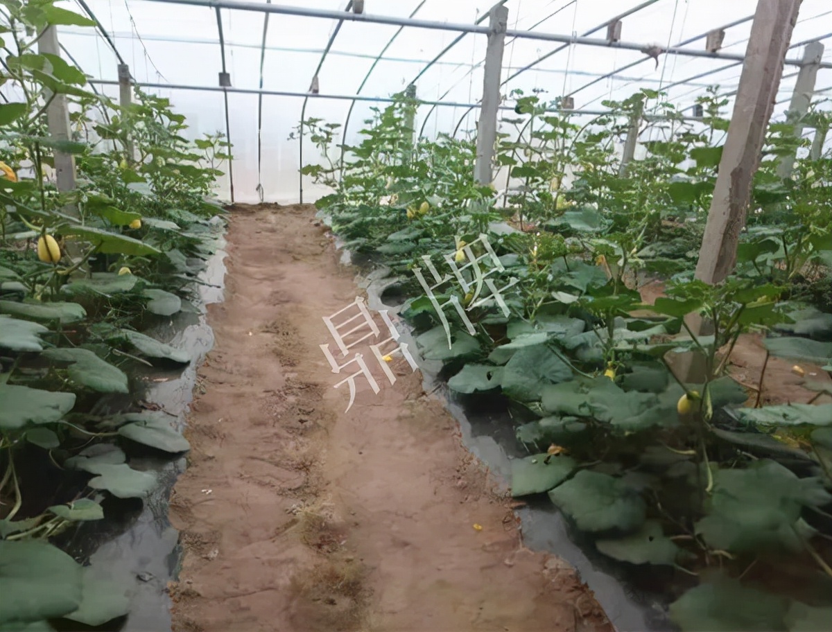 河南3月中旬就上市的“黃金筍瓜”，能買到14元/斤