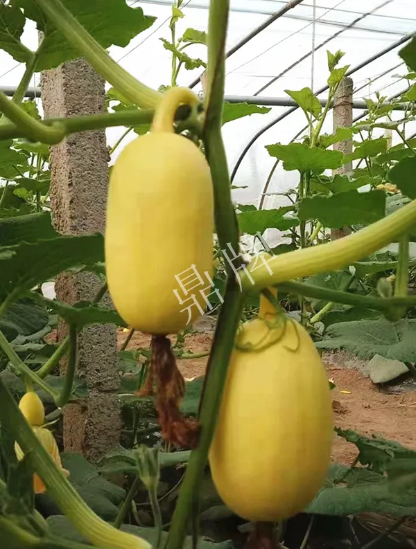 河南3月中旬就上市的“黃金筍瓜”，能買到14元/斤