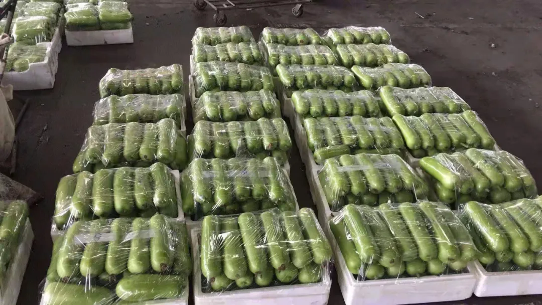 這個品種上市早，價格好！我連續(xù)種了三年，滿意