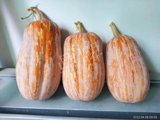 蔬菜種子種植戶客戶點(diǎn)評-去年的南瓜，放到現(xiàn)在還完好！能賣什么價？