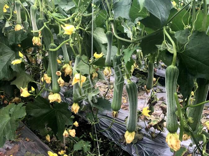 蔬菜種子種植戶客戶點(diǎn)評-這個絲瓜品種，找不到競爭對手……