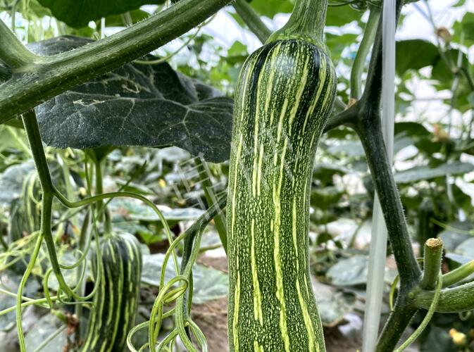 蔬菜種子種植戶客戶點(diǎn)評-打破常規(guī)，我的南瓜賣7元1斤……