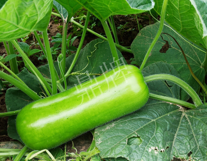 蔬菜種子種植戶客戶點評-牛逼！我露地栽培的瓠瓜，比別人大棚的還早上市！