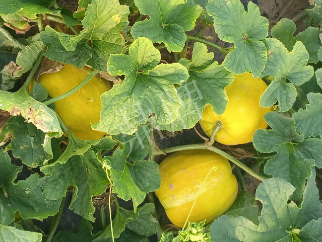 蔬菜種子種植戶客戶點評-種它！種它！高溫季節(jié)就種它！