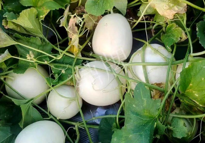 蔬菜種子種植戶客戶點評-巴適，巴適，這個甜瓜太巴適了！