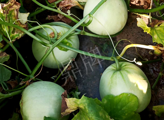 蔬菜種子種植戶客戶點評-種植這個品種，謹防小偷?。?！