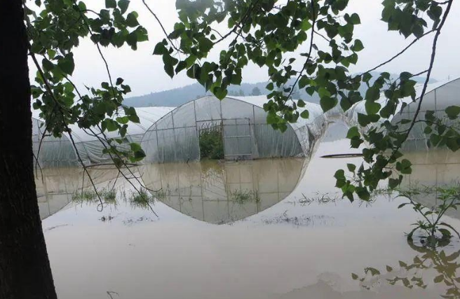 蔬菜種子種植戶客戶點評-可惜了！我的甜瓜被水淹了，還有救嗎？