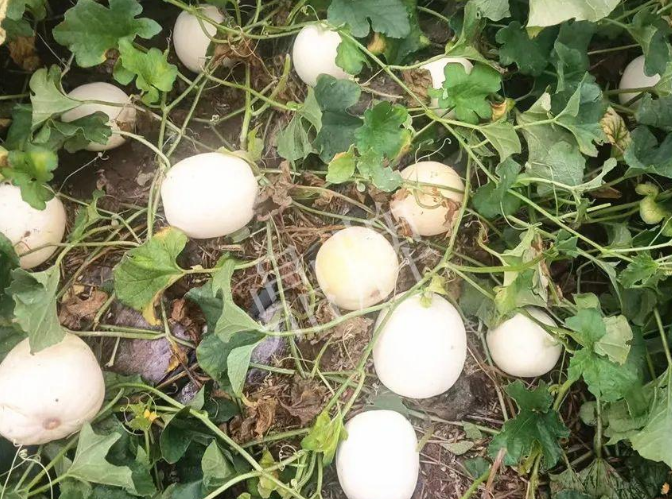 蔬菜種子種植戶客戶點評-什么？這個白皮甜瓜紅得發(fā)紫？