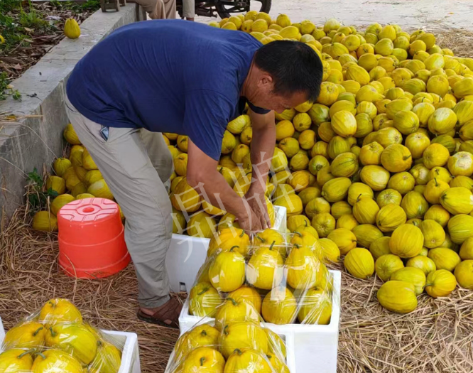 蔬菜種子種植戶客戶點(diǎn)評-這個品種抗性強(qiáng)、口感好，為我的合作社帶來了高收入!