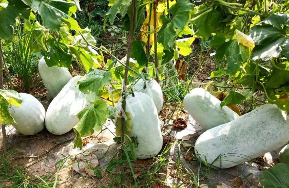 蔬菜種子種植戶客戶點評-驚訝！炎炎烈日下，小孩大聲喊：“大雪球！大雪球……”怎樣一回事？