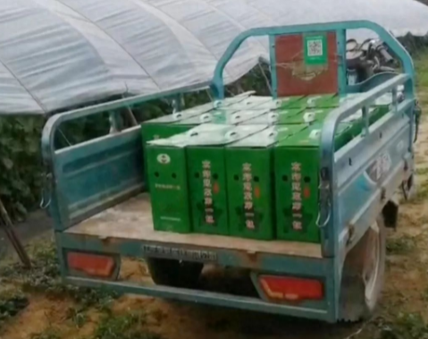 蔬菜種子種植戶客戶點評-很暢銷！團購6元一斤，這瓜夠香、夠甜、夠得勁兒！