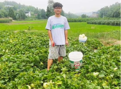 蔬菜種子種植戶客戶點評-甜瓜新品上市，每個賣9元，很暢銷！