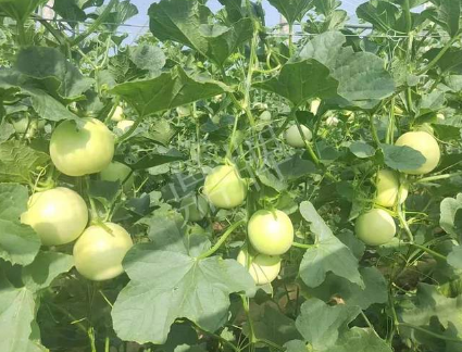 蔬菜種子種植戶客戶點評-種植這個新品種，我感到非常滿意！