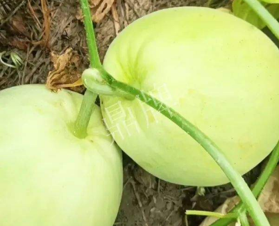 蔬菜種子種植戶客戶點評-我終于找到滿意的甜瓜品種了！