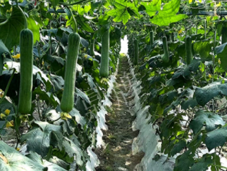 蔬菜種子種植戶(hù)客戶(hù)點(diǎn)評(píng)-高手在民間，浙江蒼南的絲瓜在下半年至春節(jié)，都有大量上市！