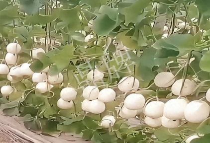 蔬菜種子種植戶(hù)客戶(hù)點(diǎn)評(píng)-現(xiàn)在的瓜菜價(jià)格不好，但我種植的優(yōu)質(zhì)甜瓜還是有好的收入！