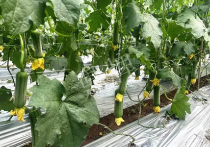 蔬菜種子種植戶(hù)客戶(hù)點(diǎn)評(píng)-這個(gè)新品種好不好？？？見(jiàn)證的時(shí)候到了！