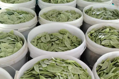 蔬菜種子種植戶(hù)客戶(hù)點(diǎn)評(píng)-時(shí)隔20年，我再種這個(gè)品種，大家來(lái)看看，怎么樣？