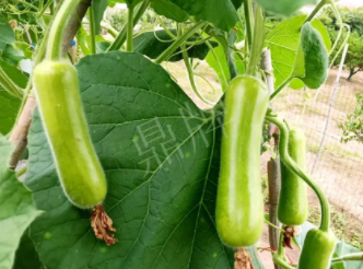 蔬菜種子種植戶客戶點(diǎn)評-科研人員發(fā)誓研究的一個(gè)抗高溫品種，您可能需要！