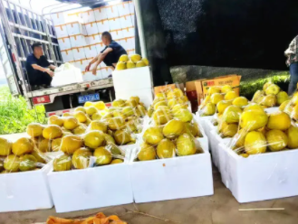 蔬菜種子種植戶客戶點(diǎn)評-這位老板像初戀一樣，獨(dú)愛“金美2號”