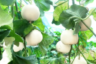 蔬菜種子種植戶客戶點(diǎn)評-丁老板說：種植這個(gè)品種，獲得了滿意的收入，確實(shí)“爽歪歪”