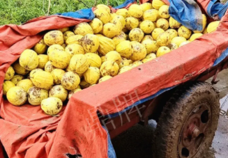 蔬菜種子種植戶客戶點(diǎn)評-持續(xù)暴雨天氣，這個(gè)品種幫我們渡過了難關(guān)，收入還滿意！
