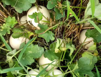 蔬菜種子種植戶(hù)種植心得-一個(gè)會(huì)寫(xiě)詩(shī)的農(nóng)民，把甜瓜種在草叢中，結(jié)果怎